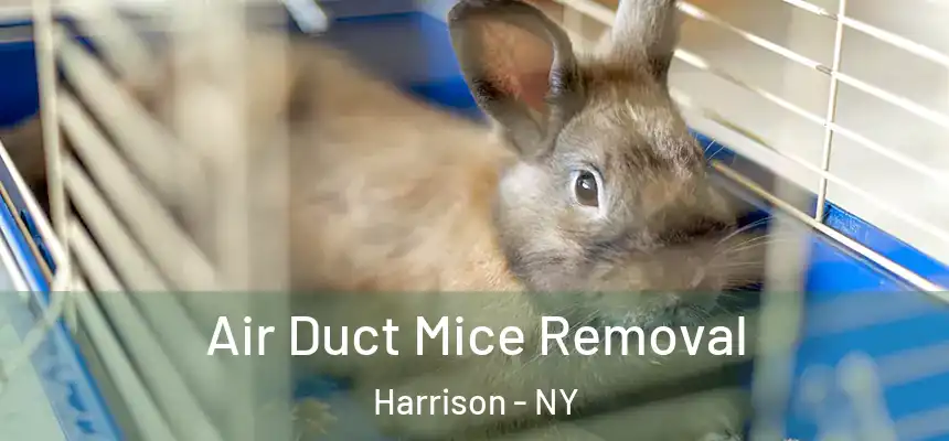 Air Duct Mice Removal Harrison - NY