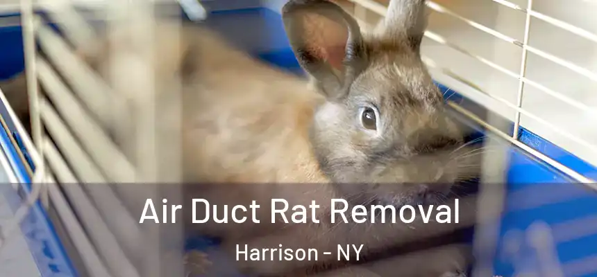 Air Duct Rat Removal Harrison - NY
